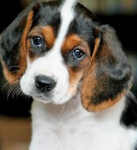 cute beagle lab mix