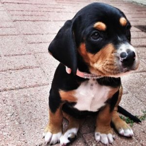 labrador beagle mix