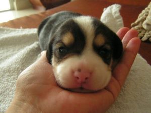 labrador beagle newborn