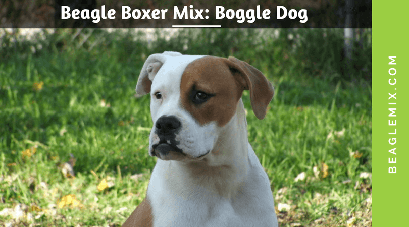 Beagle Boxer Mix- Boggle Dog