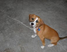 Beagle Boxer Mix Boggle dog