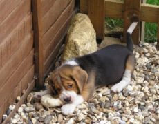 Boxer Beagle Mix Dog