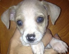 Beagle-Chihuahua-Mix-Puppy-Pictures