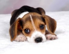 Beagle Chihuahua Mix Puppy